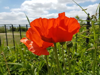 Close-up of orange poppy blooming outdoors