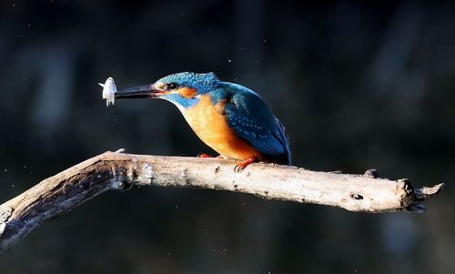 Close-up of bird perching on a branch