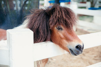 Portrait of a brown little pony horse in the farm