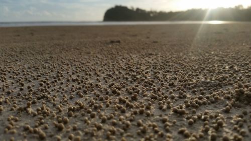 Surface level of sandy beach against sky