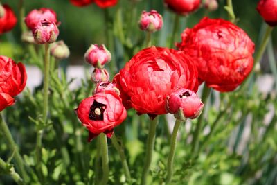 Close-up of red flowering plant