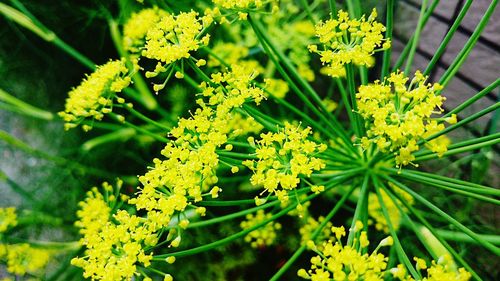 Close-up of yellow flowers blooming outdoors