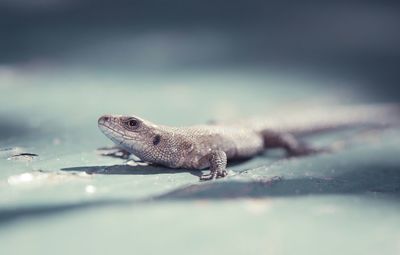 Close-up of lizard