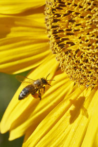 Honey bee pollinating on sunflower