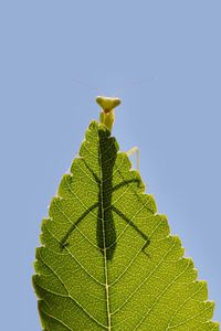 Close-up of green leaf on plant against sky