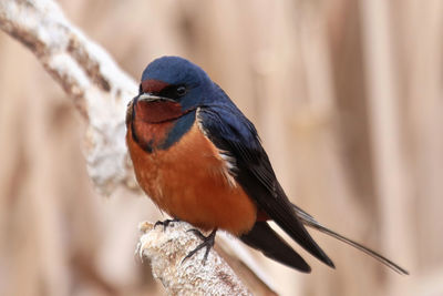 Closeup of a barn swallow sitting on cattail reeds