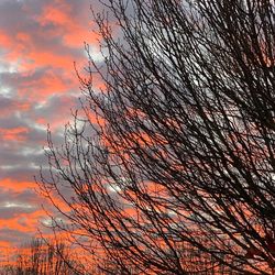 Low angle view of bare tree against orange sky