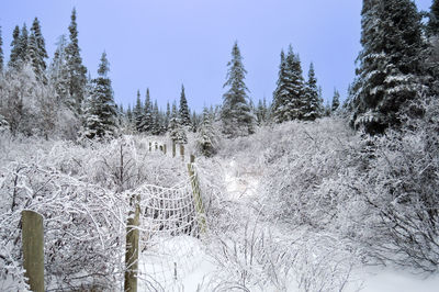 Panoramic view of pine trees in forest during winter