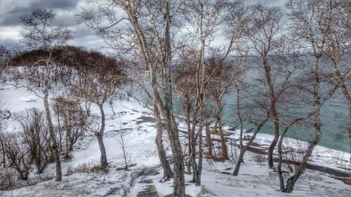 Bare trees on snow covered landscape