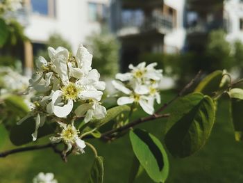 Close-up of white flowers