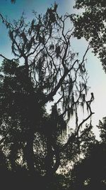 Low angle view of trees against sky