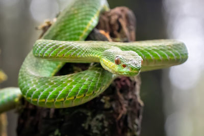 Close-up of green snake