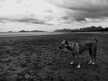 View of a horse on the beach