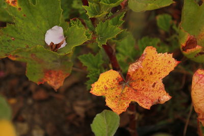 Close-up of plants against blurred background