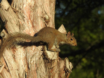 Close-up of squirrel on tree trunk