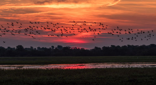 Flock of birds flying over orange sky