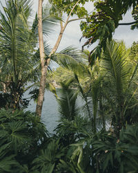 Low angle view of palm tree