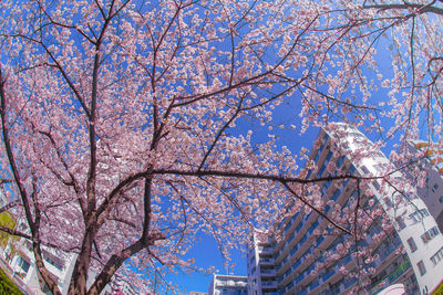 Low angle view of cherry blossoms against sky