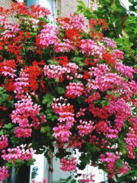 Close-up of pink flowers blooming outdoors