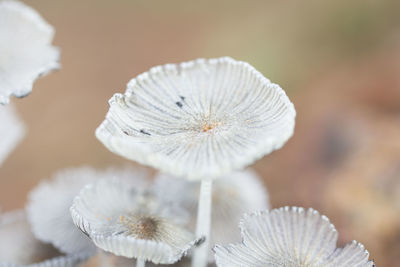 Close-up of white dandelion flower