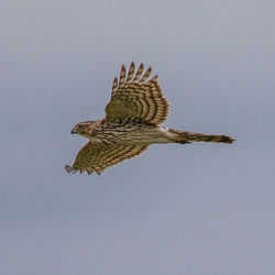 Low angle view of eagle flying against clear sky