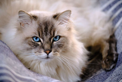 Close-up portrait of a cat