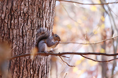 Squirrel sitting on a tree limb eating a nut 