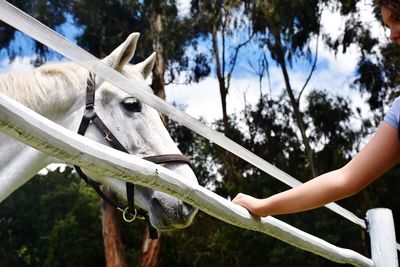 Close-up of hand feeding horse in ranch