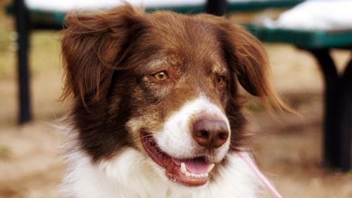 Close-up portrait of dog