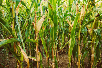 Close-up of crops growing on field