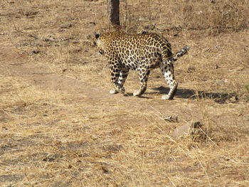 Cheetah walking on field at zoo