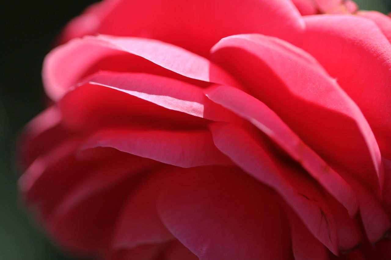 CLOSE UP OF RED ROSE