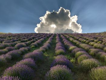 Scenic view of lavender growing on field against sky