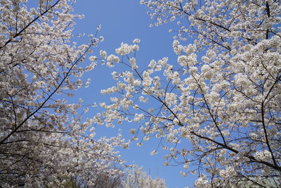 Low angle view of cherry blossom tree against blue sky