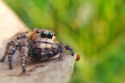 Close-up of spider