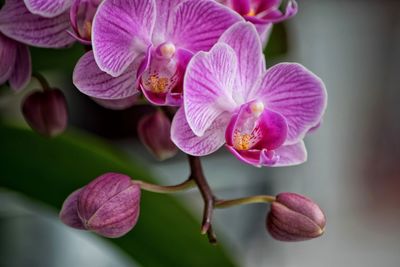 Close-up of pink orchids