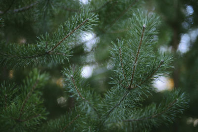 Close-up of pine tree during winter