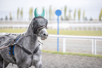 Close-up of a horse on field