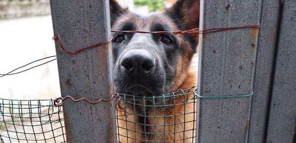 Close-up portrait of a dog