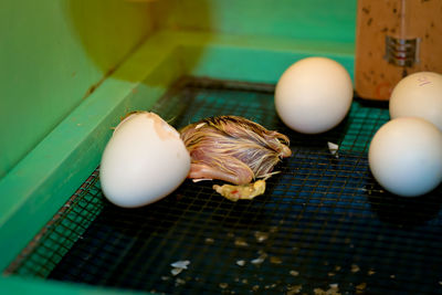 High angle view of eggs on table