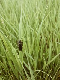 Close-up of insect on grass