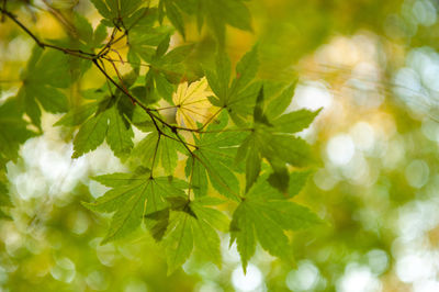 Close-up of leaves on tree