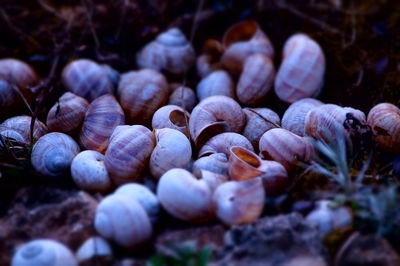 Close-up of blueberries