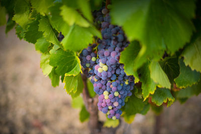 Close-up of grapes growing in vineyard
