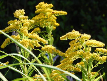 Close-up of yellow flowering plant