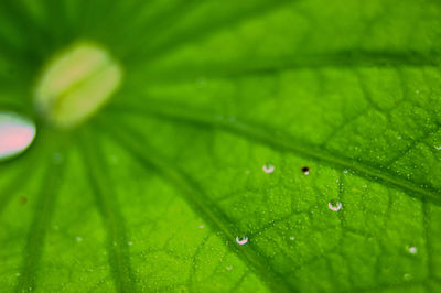 Close-up of raindrops on green leaves