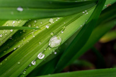 Close-up of wet green plant