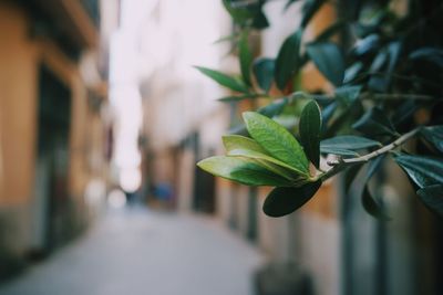 Close-up of oliv tree in street