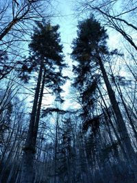 Low angle view of pine trees against sky