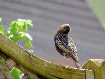 Low angle view of eagle perching on wooden post